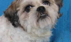 Lhasa Apso - Wasabi - Small - Adult - Male - Dog
Wasabi was born about August 24, 2005 and weighs about 23 lbs. This little cutie is with us due to landlord problems, guess he was harder to hide than they thought. He has been with kids and did just fine,