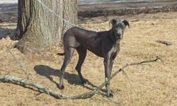 Looking for a lightly colored harl female great dane.