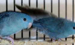 I have a trio of beautiful Lineiolated Parakeets Linnies for sale. They are just breeding age this season. Male and one hen are blue split to cobalt and turquoise. Second hen is dark olive green split to ino. I'll sell the blue pair for $225, the single