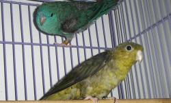 Several BREEDER Lineolated Parakeets Available At This Time. They Are NOT Tame. Pairs & Singles. Pair One Olive Split Blue Male & A Turquoise Female $140.00 Poor Condition & Quality But Produce Beautiful Dark Green Split Blue & Cobalt Babies; 2008 Birds.