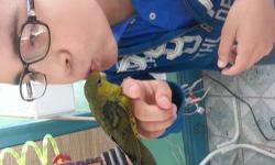 A.J-AVIARY
Hi, I have hand-fed extreamly tame young lineolated parakeets. we have 2 olives split turquoise & lutino and 1 dark green split turquoise & lutino. they are eating millets and 1 to 2 handfeedings a day. they are very smart birds, they can and