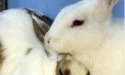 Lionhead - Alfie And Winter - Medium - Adult - Female - Rabbit
Here we are - the 2 of us - Alfie and Winter. (Alfie is a white whith tan female and Winter is a white male). We were born right around August 1, 2011. Our mom, Sandee, was abandoned and then