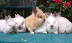 Cute Baby Lionhead Bunnies gray brown and white only 5.00 each call 845-750-6542