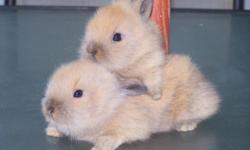 Baby Lionhead Bunny for sale only 1-brown one left, call now ready for pick-up today 06/29/14, only 10.00 each call 845-750-6542