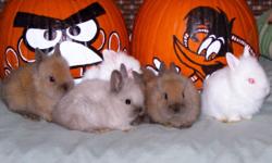 Cute Lionhead Bunnies Gray, White, and Brown to choose from ready for pick-up end of November, after Thanksgiving call now and reserve your bunny and color choice at 845-750-6542 only 10.00 each!.