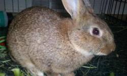 Lionhead - Joker - Small - Baby - Male - Rabbit
Joker was turned in with his mom and dad and 9 brothers and sisters. Joker and three of his siblings went into foster care until he was ready to be neutered. He is now fixed and is getting better with the