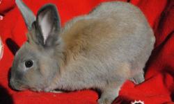 Lionhead - Momma Sandee - Small - Adult - Female - Rabbit
Momma Sandee came to us with a litter of 5 babies. The youngsters have been adopted out and now she is looking for her forever home. She was born about September of 2010. Momma Sandee is a very