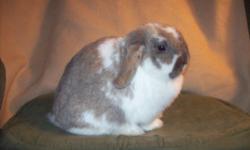 Lionhead - Wombat - Small - Young - Female - Rabbit
I'm called Wombat. I figured that my owners didn't know if I was a girl or boy. I am GIRL! The name has stuck, but that's okay. My Mom and I are lots of fun. We can't wait to meet our people and go home