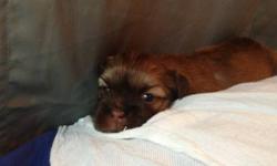 I have a litter of 3 male shih-lhasa puppies. The mom is a 6 lb imperial shih tzu and the daddy is a 12 lb lhasa apso. They were born Feb 1st and will be ready to go to their forever homes on March 29th at 8 weeks old. They are adorable and very well