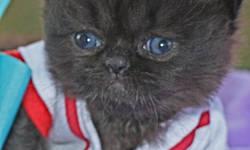 Himalayan Persian kittens, purebred: handsome Black Persian male (born 9/24, ready 11/19) (there is also a 2nd, very similar but younger, Black female, who will be ready on 12/26). Very gentle, affectionate, and out-going, and expected to reach just 7-8