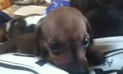Cute little female minature dachshund...she is dark brown and black and just a tiny little ball of fire. She is very playful and cuddly. She was born in November and ready just in time for christmas. She is ready to start her life with a new family that