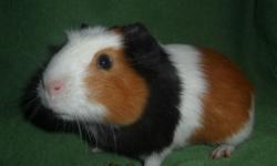 Charming shorthair little guinea pig with beautiful markings . He is two months old and gets along great with other piggies (he lives with his daddy and his brother ) He would be an awesome pet. Feel free to email or my number is 585-786-8707. :)
Thanks