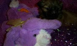 AKC Shih Tzus. This is the smallest in 2 litters.
Gold with black mask.
PET PRICE no papers unless other arrangements are made.
Will be seen by a REAL VET for shots and wormings.
Socialized. We do NOT kennel our adult dogs OR puppies. They are PETS with