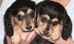 Absolutely adorable little masked, mini Dachshund "bandits" ready to steal your heart away! Two males and two females ready to go to their forever homes on April 19th. Price at $550.00 each, they come with AKC registration (with spay/neuter contract), a