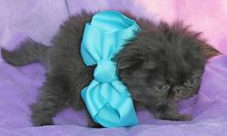 Himalayan Persian kittens, purebred: Beautiful flat-faced Black Smoke Persian female (born 10/31, ready 12/26). Very gentle, affectionate, and out-going, and expected to reach just 6-7 lbs; dog-friendly. Her eyes will turn a bright Orange-gold after 6