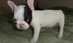 NYS PD 913 I have a litter of puppies. I have males and females. They have great personalities. They are very happy and healthy. All puppies are home bred and the parents are on site. All puppies come with up to date shots, de-wormings, veterinarian