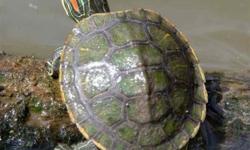 Live Baby red ear slider turtle for sale 15.00