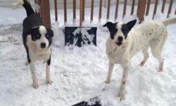 2 Gorgeous and Sweet Male Dogs Looking For Family to Adore
Logan and Hunter are a bonded pair of beautiful boys. Logan is an Akita mix, and Hunter is a Border Collie mix. Both are 7 years young, very healthy, neutered and up to date on their shots. They