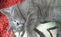 I have kittens 8 weeks old and 10 weeks old.They are females with a range of colors.Most are gray.They are playfull and loving.They make great companions!I take in cats and kittens that need a home.I try to find them good homes because i can't keep them