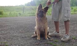 Abby is a beautiful seven month old purebred long coat German Shepherd. She is AKC registered however her papers will not be included. She is being placed as a pet only with a spay contract.
Abby was returned to us by her family because she gets excited