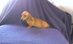 Reg. Red Long coat female dachshund ready for her new home. She has vaccines up to date and wormings is papertrained and prespoiled By my 3 children.