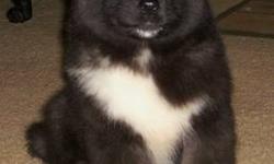 This Huskita girl is 3/4 Akita x 1/4 Siberian Husky. She will grow to be a large protector of family and home. She will have the big "bear head" of her Akita ancestry. She will look amazing with her long coat. She is a very loving puppy. So, if you are