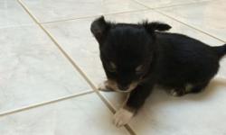 Two Chihuahua puppies born March 29th for sale to a good home. One male and female available at 8 weeks. Shots included, father is CKC registered, mother is AKC registered. Please contact for additional information. Text for photos.
