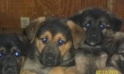 One female long haired shepherd/rottweiler and one short haired female available. Ready to go! Shots and worming. $300.00