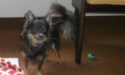 long hair chihuahua boy, 16 mo. nice and playful with others pets All shots up-to date with all vet. records. Registered ACA. HI will be a good COMPANION to you and great therapy for family. NEW OWNER please call.