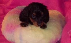 I have 5 dachshund puppies looking for their forever homes. 4 little boys and only one little girl. 3 of the boys and the little girl are black and tan and the other little boys is a chocolate and tan with a red base. They will have their first shot in