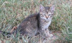 hello i am looking for a female kitten that is for free my newpew wants another cat he use to have a cat that lived for a very long time and he really wants. another kitten and he wants a female kitten i think he would like another dark tigher striped and