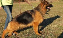 hi I am looking for an AKC registered German Shepherd or Rottweiler I am looking for a German background In A young male I am looking for what will be a big boy I have a big home with a lot of room and a beautiful backyard and would love to buy from the