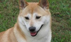 I HAVE A FEMALE SHIBA INU LIKE TO BREED HER ONCE...LOOKING FOR A STUD FOR HER...SHE IS RED WITH BLACK HIGH LIGHT TO HER...