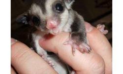 I'm looking to adopt a sugar glider willing to take two since I know they like to stay together. I will like they to be young not over five months old if possible. Looking to pay around 200 will pay more if cage is included and some supplies r included.