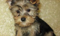 I am looking for a Teacup Yorkie (male for female), weight 2 to 4 pounds and teddy bear face. Preferably black and tan. If you have or know someone that has one please contact me ASAP at 1-607-235-8460 (Mikey).