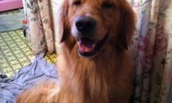 In search of an adult AKC full registered female Golden Retriever. 1 to 4 years old. I am looking for a family dog that is house broken, good with children, other dogs, etc. Please contact me through e-mail if you are selling a golden. Thank you!