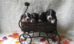 I am looking for a beagle puppy. Please reply if you or someone you know has any available in the WNY region