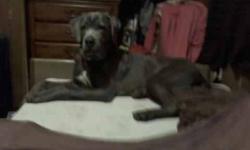 I am looking for a cane corso mastiff puppy. This puppy will be for my 5 yr old son, his first puppy. We are not concerned with papers and actually not too concerned if the puppies are mixed breed if they are the size and look of the cane corso.. We do