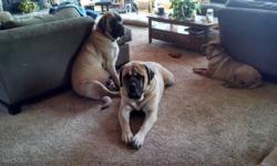 i am looking for an akc reg english mastiff female puppy or young adult..prefer ofa cert.with large boned parents.i would like to purchase on a co owner contract.i plan on showing a little bit and breeding her at least once to my daughters gorgeous 210 lb