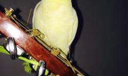 my female cockatiel MIMI passed away after 16 years , and i miss her dearly .....she was loved and very spoiled she was adopted as a baby please if any one has a FREE female cockatiel looking for a good home please let me know..im on Long island and will