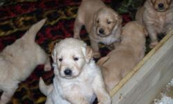 Looking for a golden retriever puppy with shots and dewormed willing to pay up too 250
We have a big fenced yard and lots of land
The pup will always be allowed on the beds and furniture
We have experience with the breed