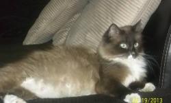 I am looking for a ragdoll, Persian, or himalyan kitten/young cat or can be a mix of the above. Gender does not matter - will be an indoor cat and receive lots of love - live near Syracuse NY -