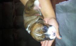 Looking for a purebred female boxer puppy please text me at 315-651-6157