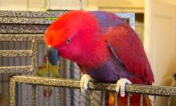 Hello, I am looking to adopt a Parrot as a pet only. I am experienced with all sizes of birds and behaviors. Should you be considering re homing your bird, please consider me. I am not financially able to pay a lot of money for a bird at the moment. I
