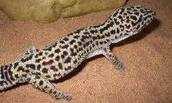 If you Have Leopard Gecko's and you Need to re-home one or more of these Beautiful Animals am here to help! I will even Pick up as long as its in a reasonable Distance of Travel Bye, Anthony (grogansilver)