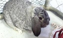 Lop Eared - Thumper - Medium - Young - Female - Rabbit
Thumper is so cute! Our one year old friendly bunny arrived at the shelter when his owner became allergic to her. Hop on over to meet Thumper!
CHARACTERISTICS:
Breed: Lop Eared
Size: Medium
Petfinder