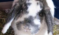 Lop Eared - Thumper - Small - Young - Male - Rabbit
CHARACTERISTICS:
Breed: Lop Eared
Size: Small
Petfinder ID: 25393141
CONTACT:
Stray Haven Humane Society and S.P.C.A. Inc. | Waverly, NY | 607-565-2859
For additional information, reply to this ad or