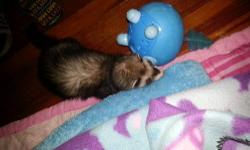 Beautiful n friendly n loves to cuddle ferret she is seven months n she is spayed n descented..was my kids but they pay no attention to her any more n I feel she deserves someone who would give her time n love cause she is such a playful baby who loves to