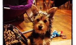 Lovable/Very Playful 6 Month old pure bread toy yorkie. Comes with papers and up todate shots. Already has AKC micochip. Although he is still potty training, is perfect for breeders or families who want a dog who is excited to show off for his family.