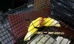 Hi lgot 2 love bird for sale
Or trade they are young
They look like male
Can trade 1 male for 1 female